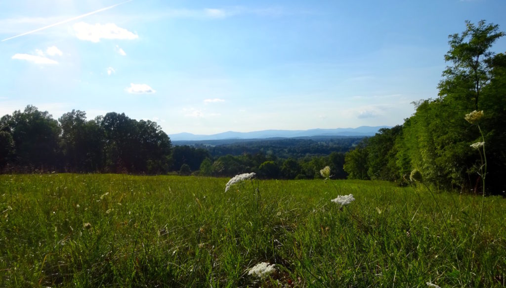 Virginia Aromatics view of the tranquil foothills of the Blue Ridge Mountains near our Orange, Virginia studio.